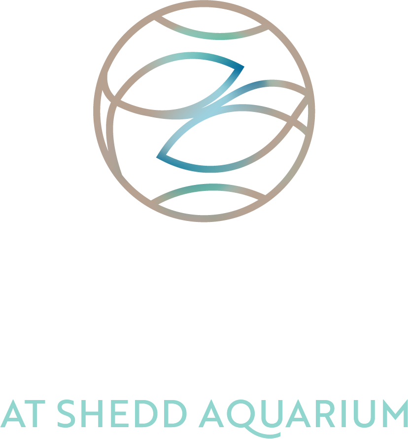Azure at Shedd Logo